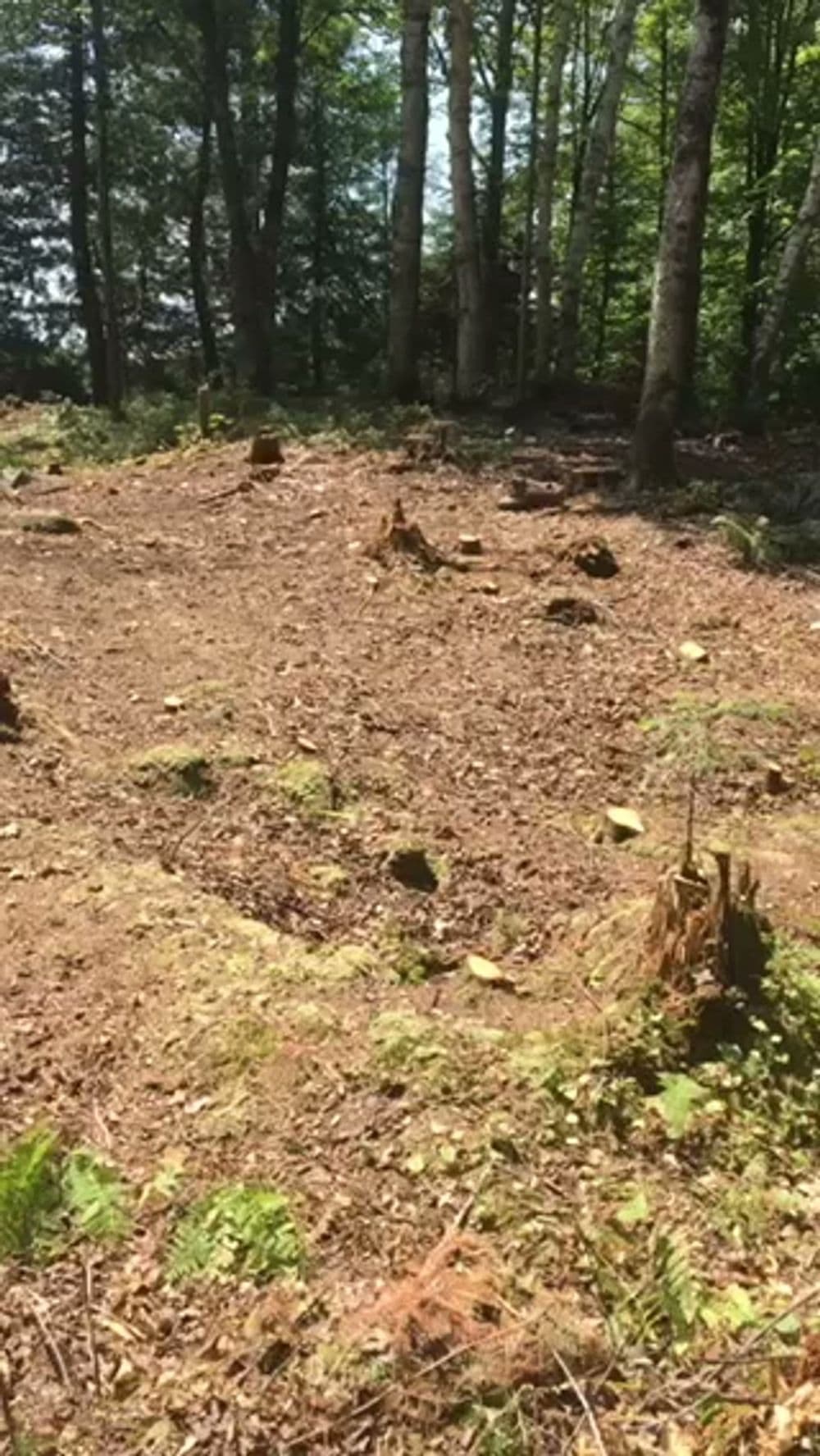 Cleared forest area with tree stumps and sparse vegetation in a wooded environment.