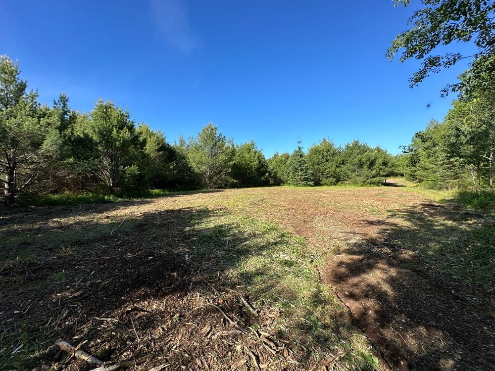 Cleared forest area under a clear blue sky, surrounded by lush greenery.