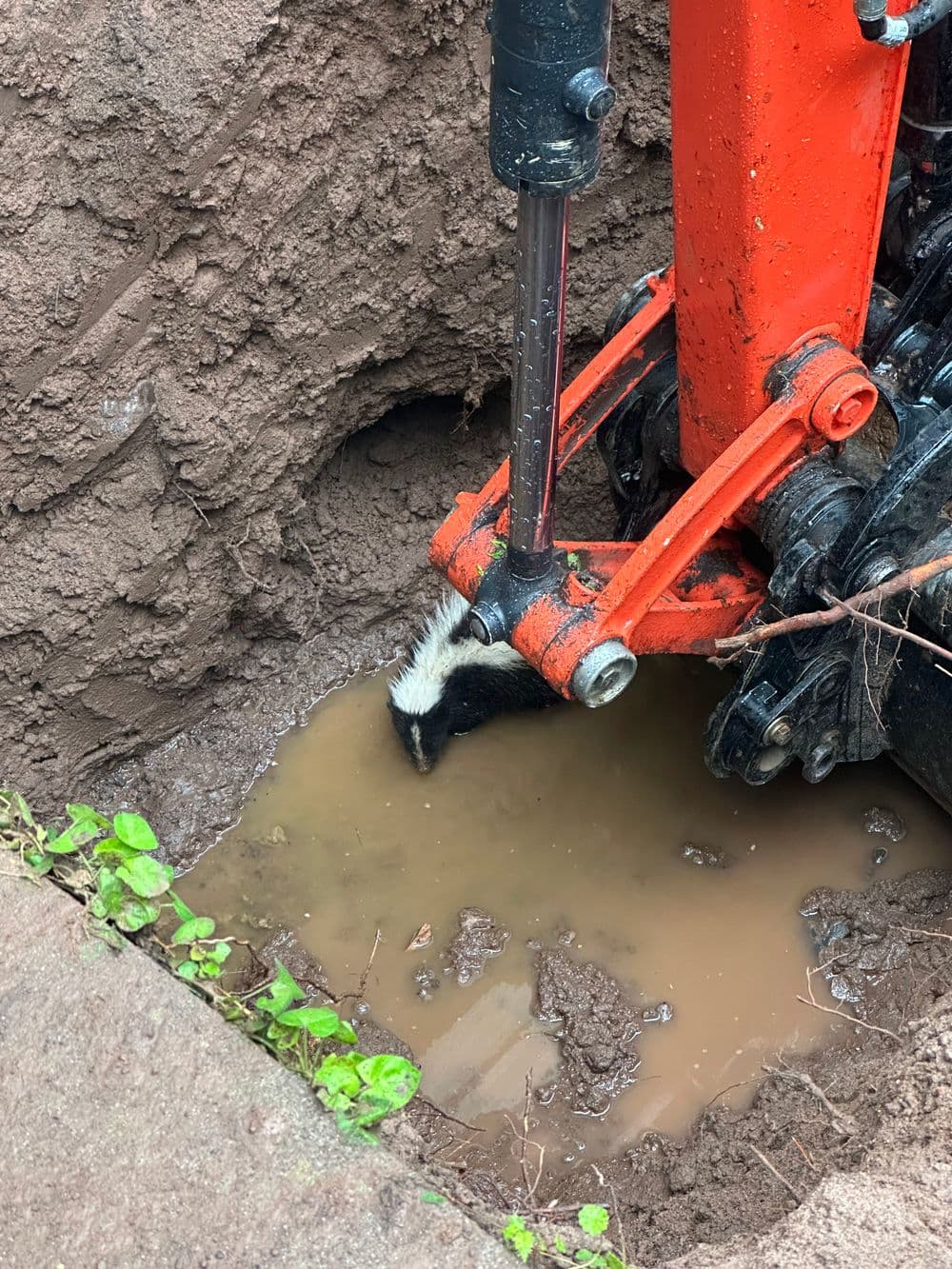 Excavator digging in muddy soil with a skunk's tail visible near the machinery.
