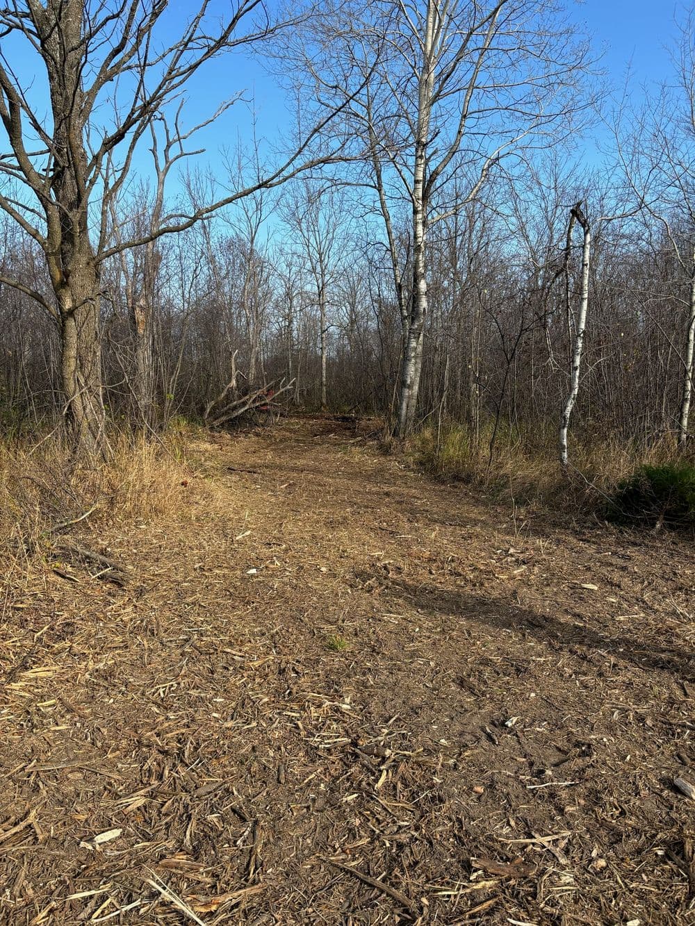 Clear path through a wooded area with sparse trees and sunlit sky.