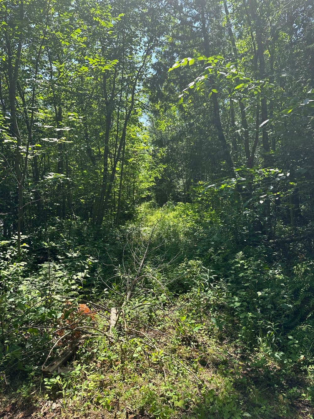 Lush green forest path with sunlight filtering through the trees.