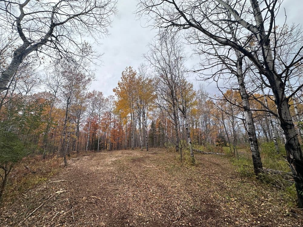 Autumn forest landscape with colorful trees and a clear path in a serene setting.