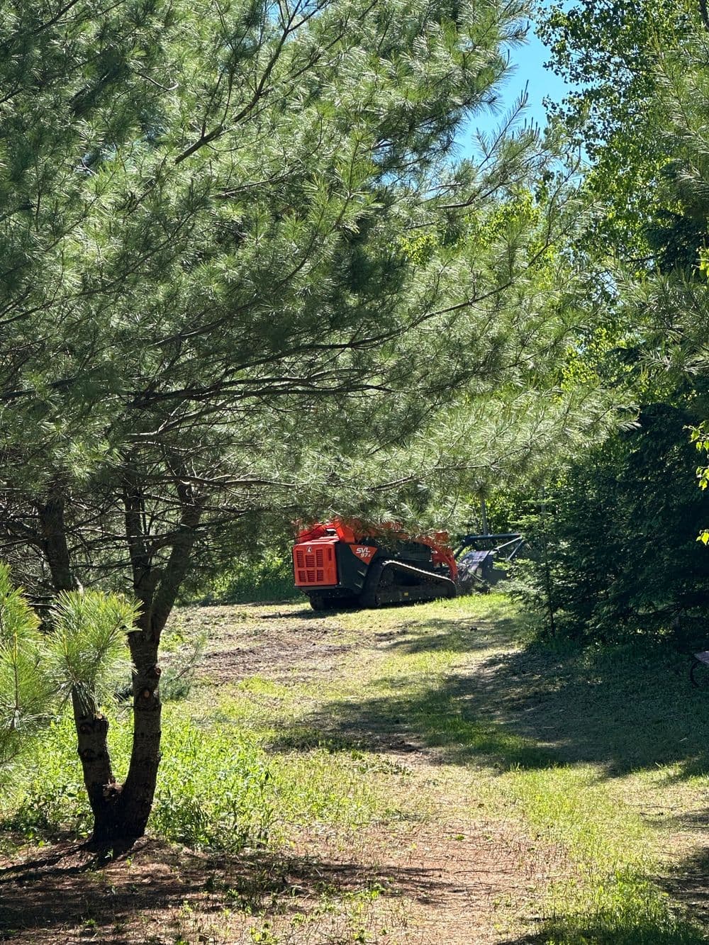 Heavy machinery in a wooded area, surrounded by pine trees and clear blue sky.