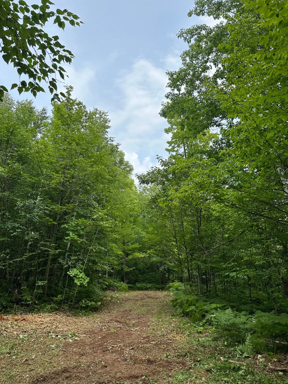 Lush green forest path under a cloudy sky, inviting exploration and nature walks.