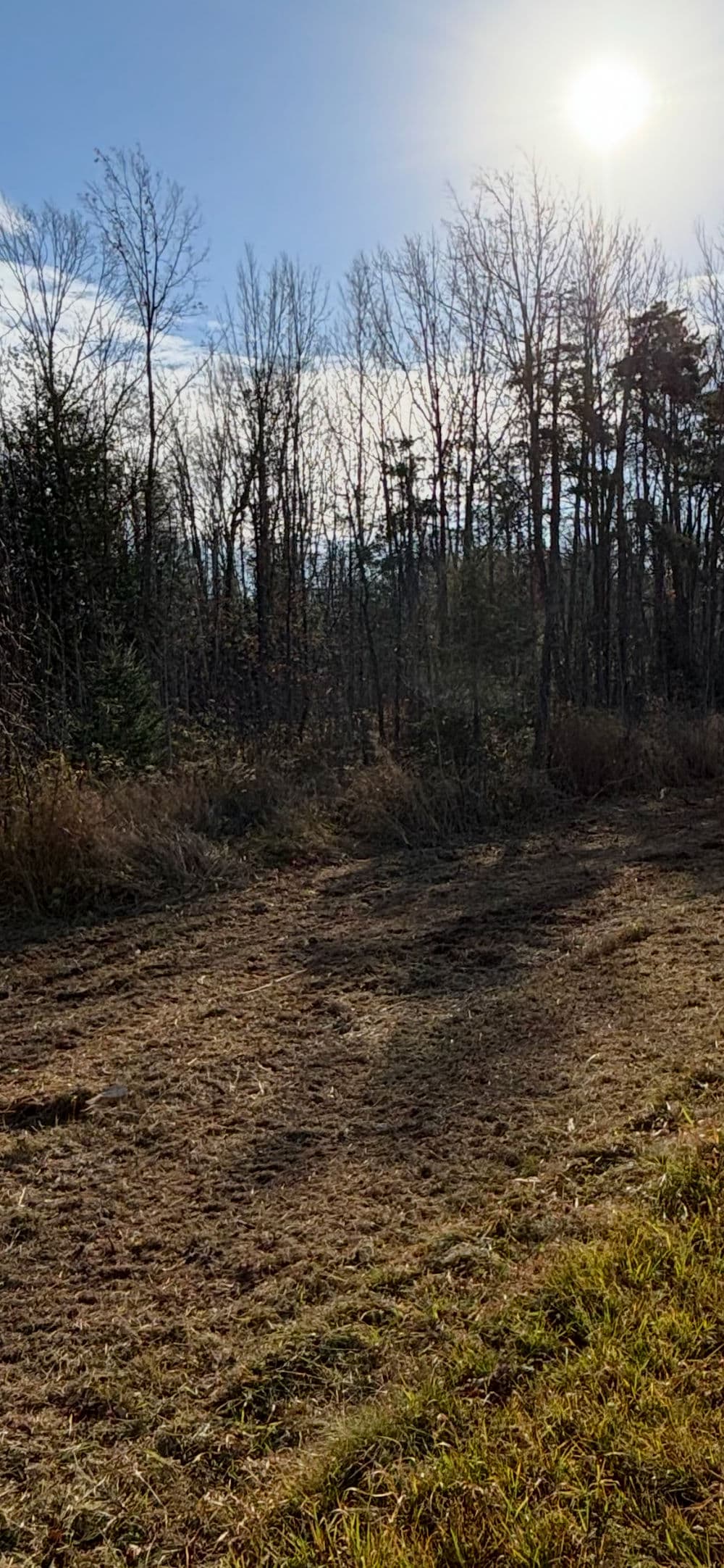 Clearing in a forest with tall trees, sparse vegetation, and sunlight filtering through branches.