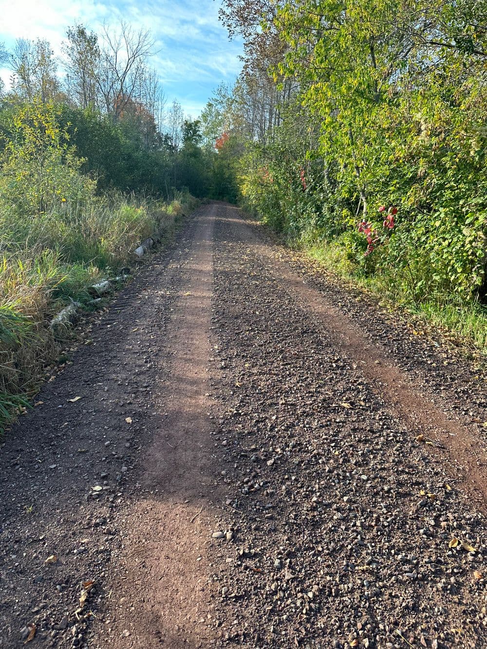 Gravel path surrounded by greenery and trees on a sunny day. Ideal for hiking or biking.